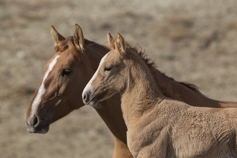 A wild horse in the Sand Wash Basin Herd Area
