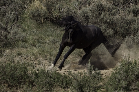 A wild horse in the Sand Wash Basin Herd Area