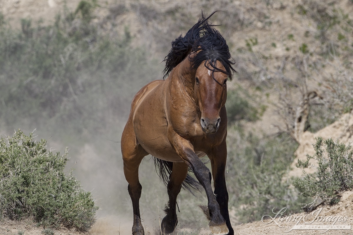 A wild horse in the Sand Wash Basin Herd Area