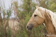 A wild Horse in the Sand Wash Basin Herd Area of Colorado