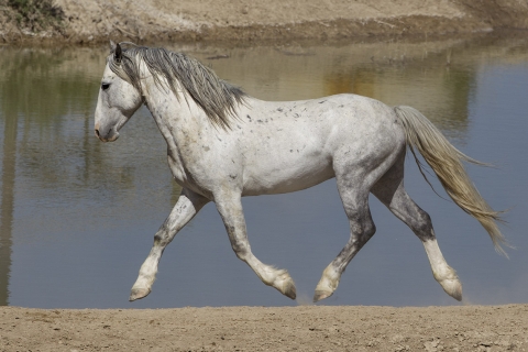 A wild horse in the Sand Wash Basin Herd Area