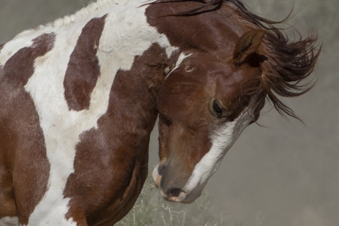 A wild horse in the Sand Wash Basin Herd Area