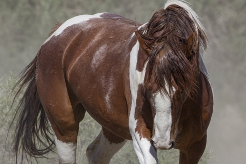 A wild horse in the Sand Wash Basin Herd Area