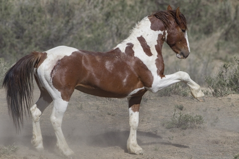 A wild horse in the Sand Wash Basin Herd Area