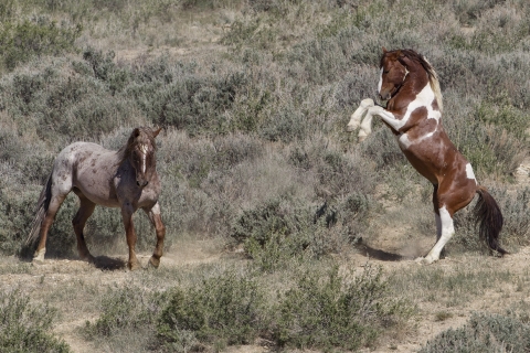 A wild horse in the Sand Wash Basin Herd Area