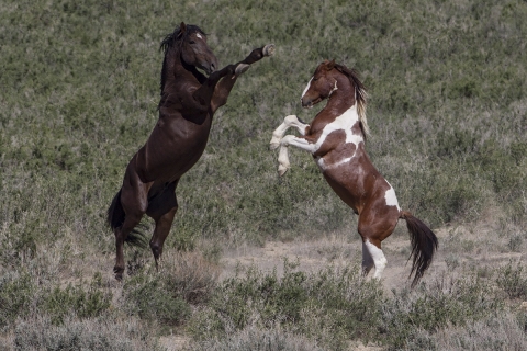 A wild horse in the Sand Wash Basin Herd Area