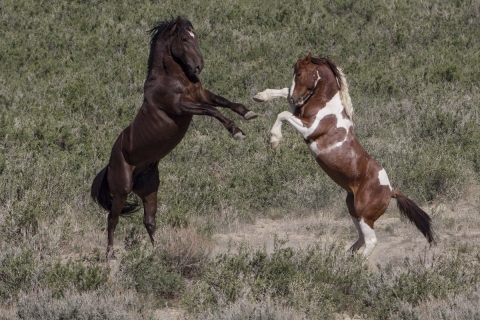 A wild horse in the Sand Wash Basin Herd Area