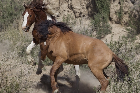 A wild horse in the Sand Wash Basin Herd Area