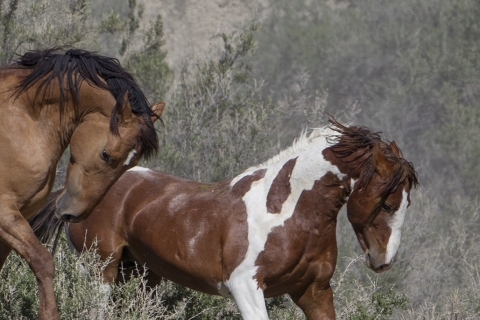 A wild horse in the Sand Wash Basin Herd Area