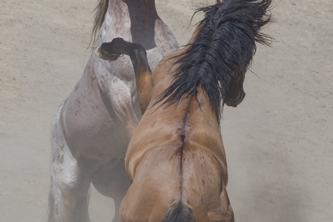 A wild horse in the Sand Wash Basin Herd Area