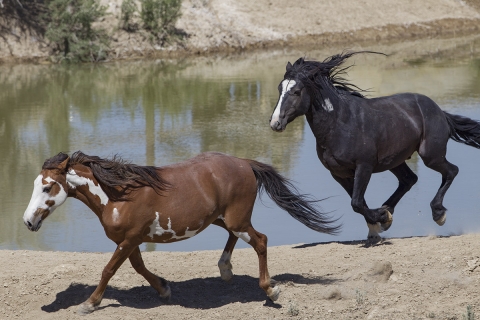 A wild horse in the Sand Wash Basin Herd Area
