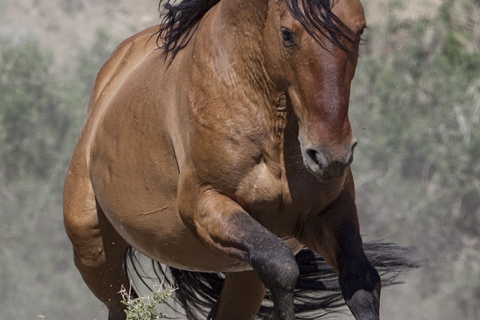 A wild horse in the Sand Wash Basin Herd Area