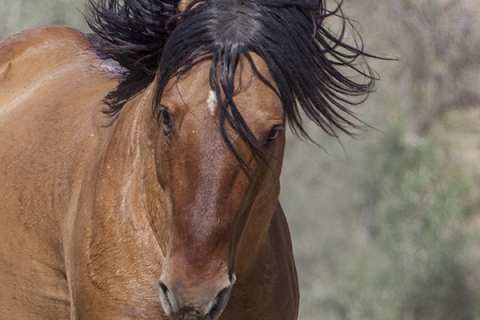 A wild horse in the Sand Wash Basin Herd Area
