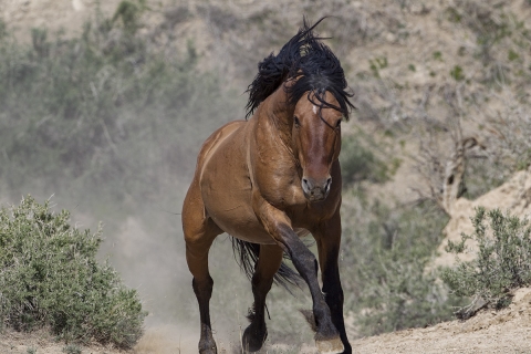 A wild horse in the Sand Wash Basin Herd Area