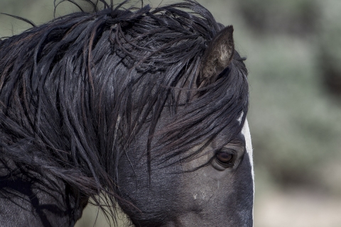 A wild horse in the Sand Wash Basin Herd Area