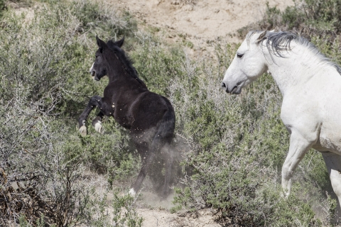 A wild horse in the Sand Wash Basin Herd Area