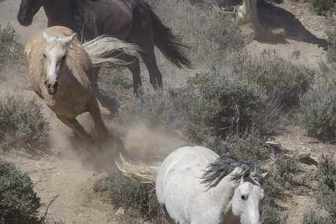 A wild horse in the Sand Wash Basin Herd Area