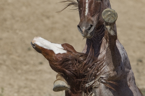 A wild horse in the Sand Wash Basin Herd Area