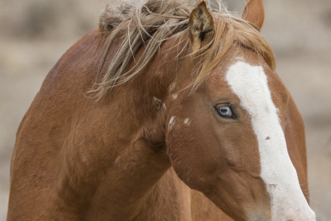 A wild horse in the Sand Wash Basin Herd Area
