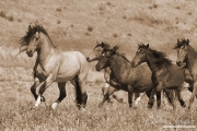 Mustang at Return to Freedom Sanctuary in Lompoc, CA, stallion leads the mares
