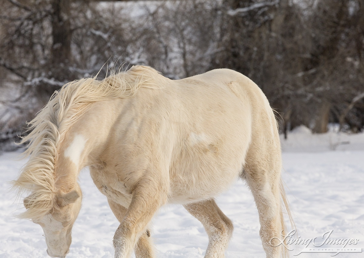 A mustang at a ranch in Shell, Wyoming in winter