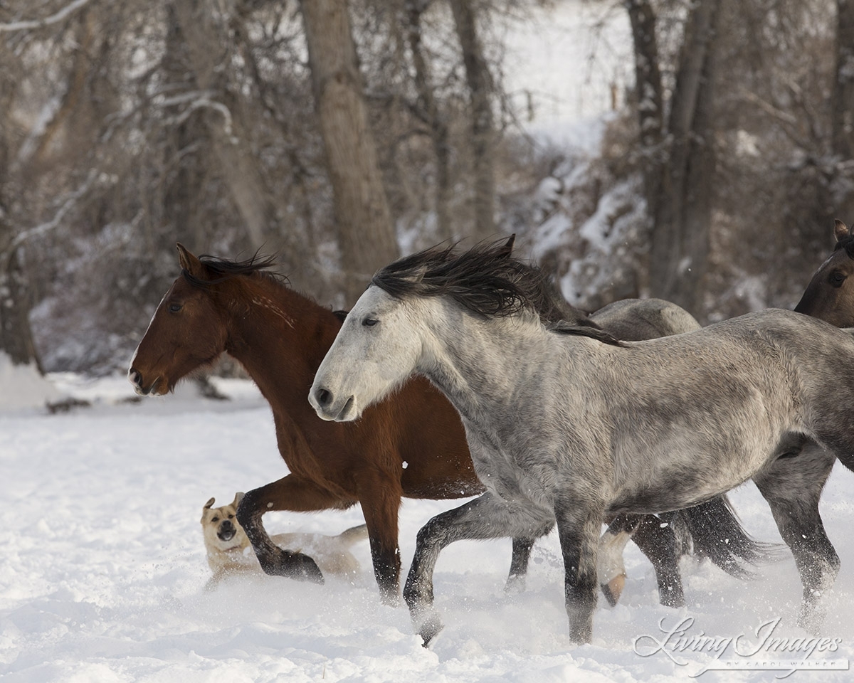 A mustang at a ranch in Shell, Wyoming in winter