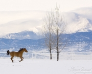 Red Dun Quarter Horse Mare runs in Snow, Longmont, CO