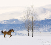 Red Dun Quarter Horse Mare runs in Snow, Longmont, CO