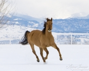 Red Dun Quarter Horse Mare runs in Snow, Longmont, CO