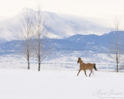 Red Dun Quarter Horse Mare trots in Snow, Longmont, CO