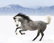 Purebred grey Andalusian mare running in the snow in Longmont, CO