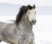 Purebred grey Andalusian mare running in the snow in Longmont, CO