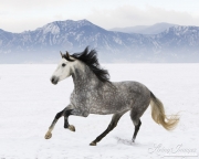 Purebred Grey Andalusian mare in Longmont, CO running in snow