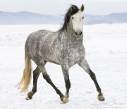 Purebred Grey Andalusian mare in Longmont, CO trots in snow