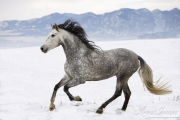 Purebred Grey Andalusian mare in Longmont, CO running in snow