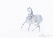 SnowHorses-096