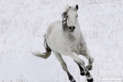 SnowHorses-110