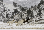 Mica and the Cremello Colts at Longmont, Colorado