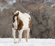 Quarter horses at a ranch in Shell, Wyoming in winter