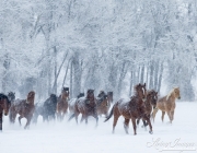 Quarter horses at a ranch in Shell, Wyoming in winter