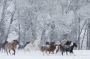 Quarter horses at a ranch in Shell, Wyoming in winter