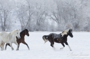 Quarter horses at a ranch in Shell, Wyoming in winter