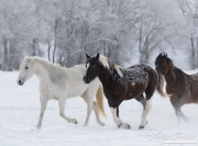 Quarter horses at a ranch in Shell, Wyoming in winter