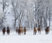 Quarter horses at a ranch in Shell, Wyoming in winter