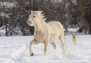 A mustang at a ranch in Shell, Wyoming in winter