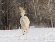 A mustang at a ranch in Shell, Wyoming in winter