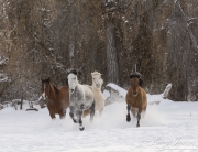 A mustang at a ranch in Shell, Wyoming in winter
