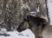 A mustang at a ranch in Shell, Wyoming in winter
