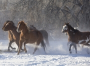 Quarter horses at a ranch in Shell, Wyoming in winter
