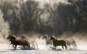 Quarter horses at a ranch in Shell, Wyoming in winter
